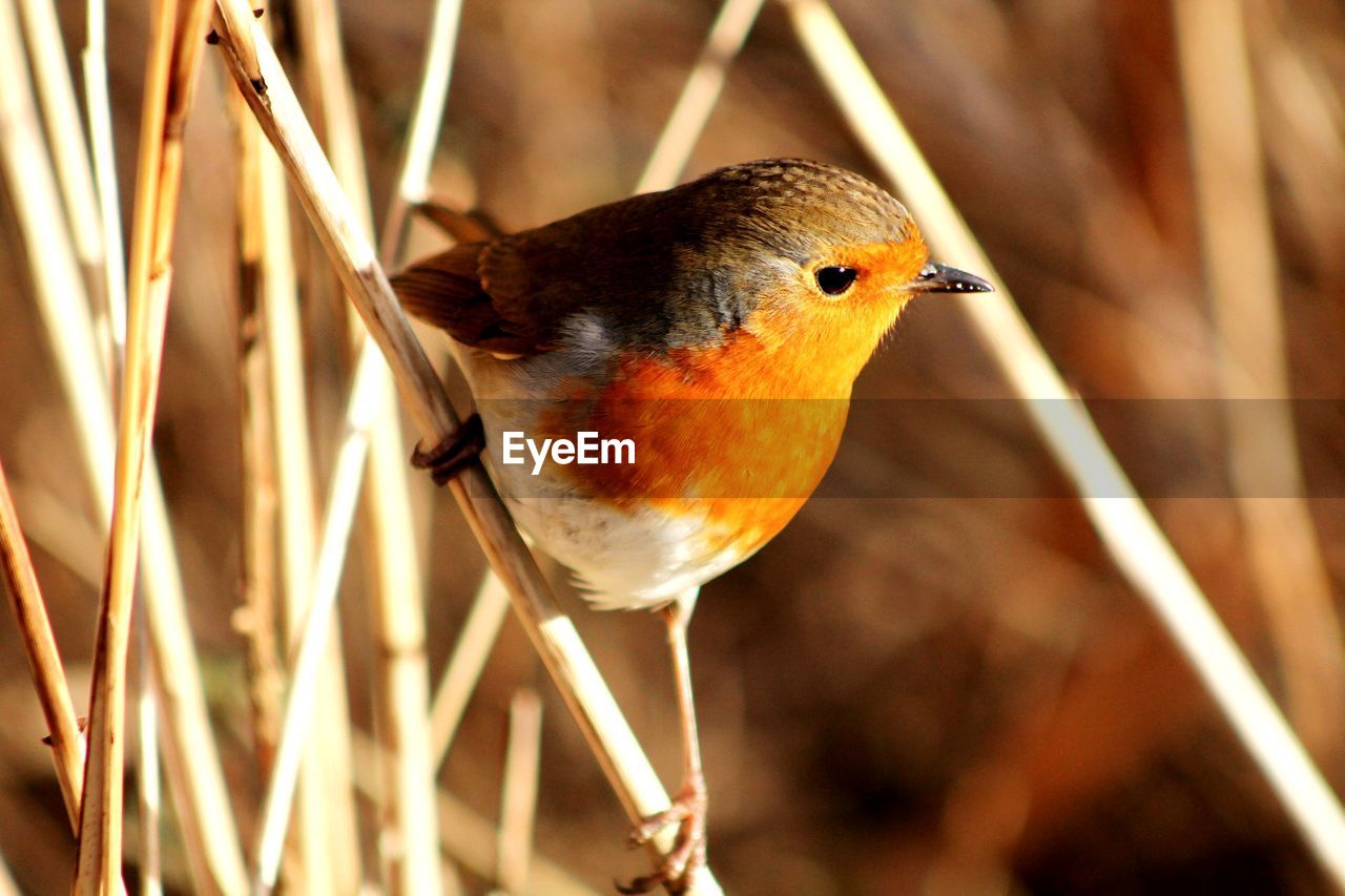 CLOSE-UP OF BIRD PERCHING IN A PLANT