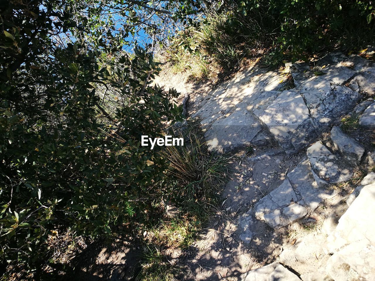 SHADOW OF TREE ON PLANTS