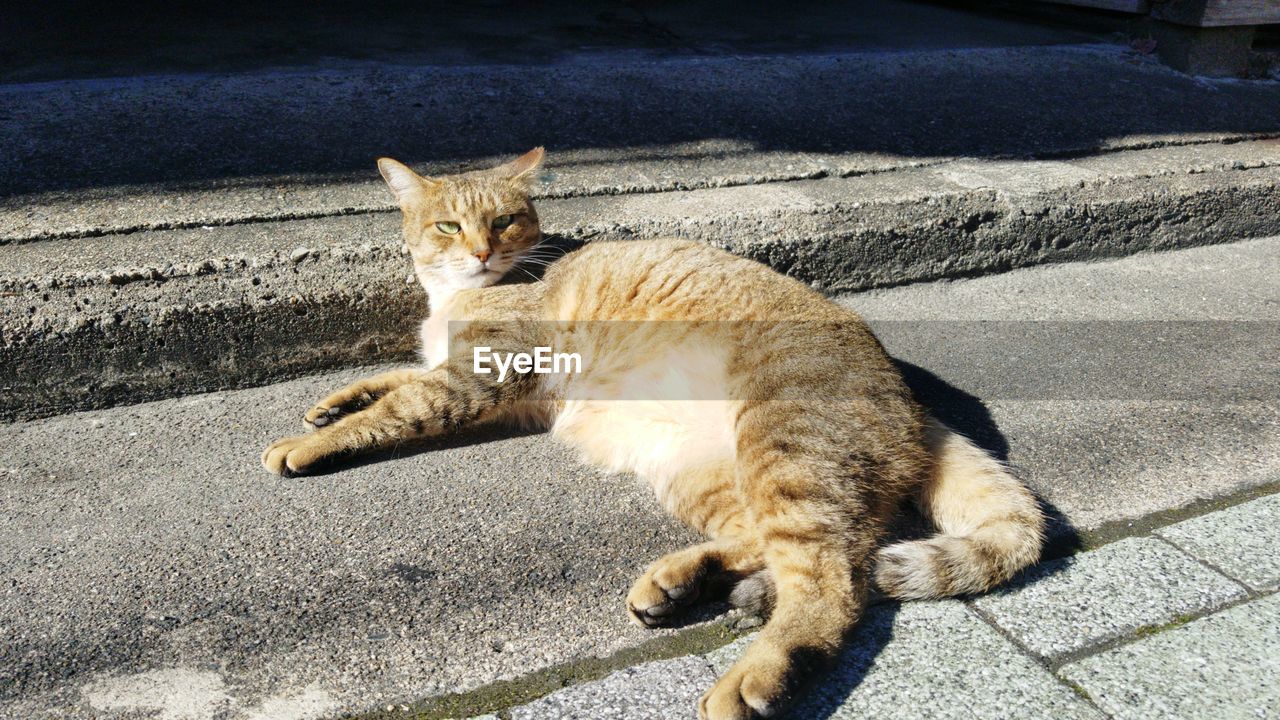 HIGH ANGLE VIEW OF CAT ON STREET