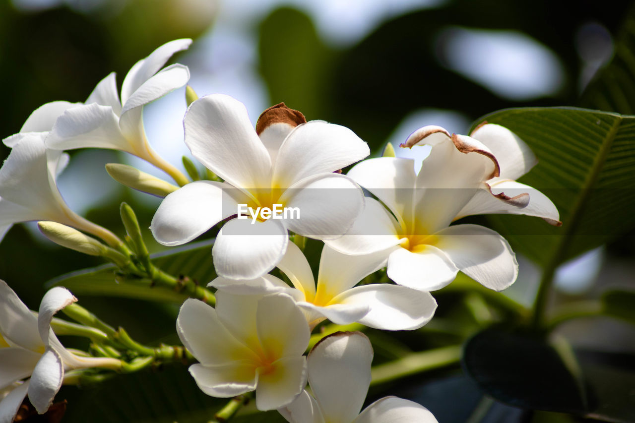 Close-up of white flowering plant