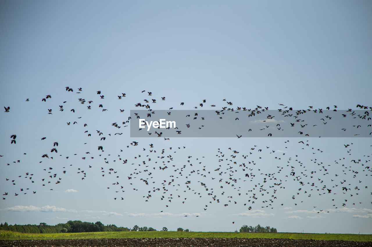 BIRDS FLYING IN SKY