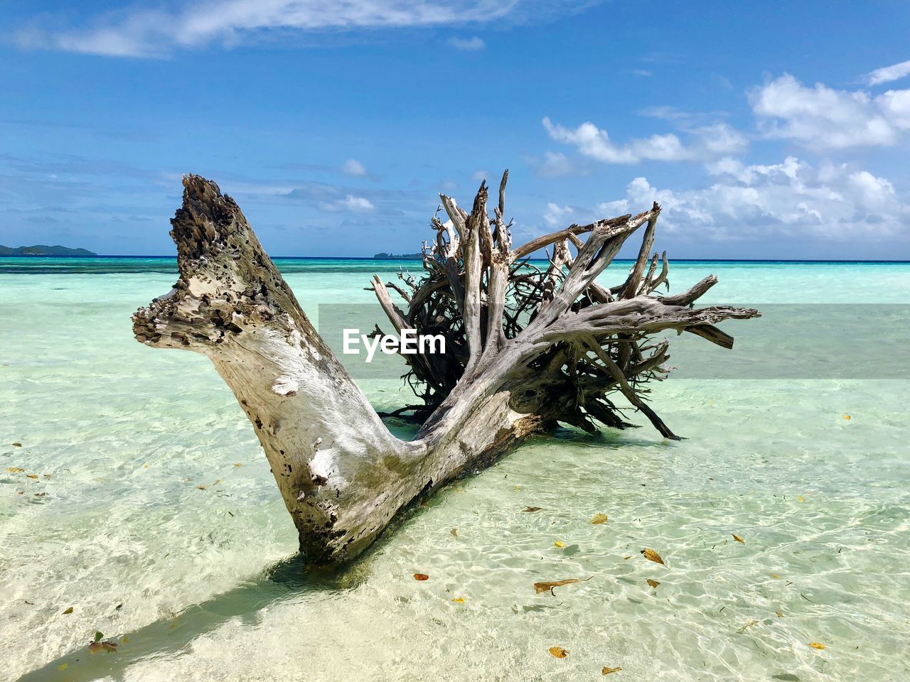 DEAD TREE ON BEACH