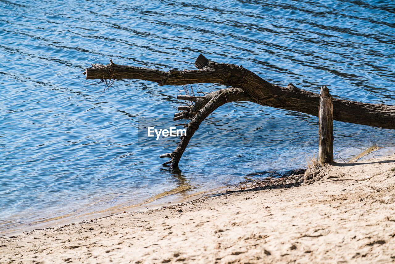 PLANT ON BEACH