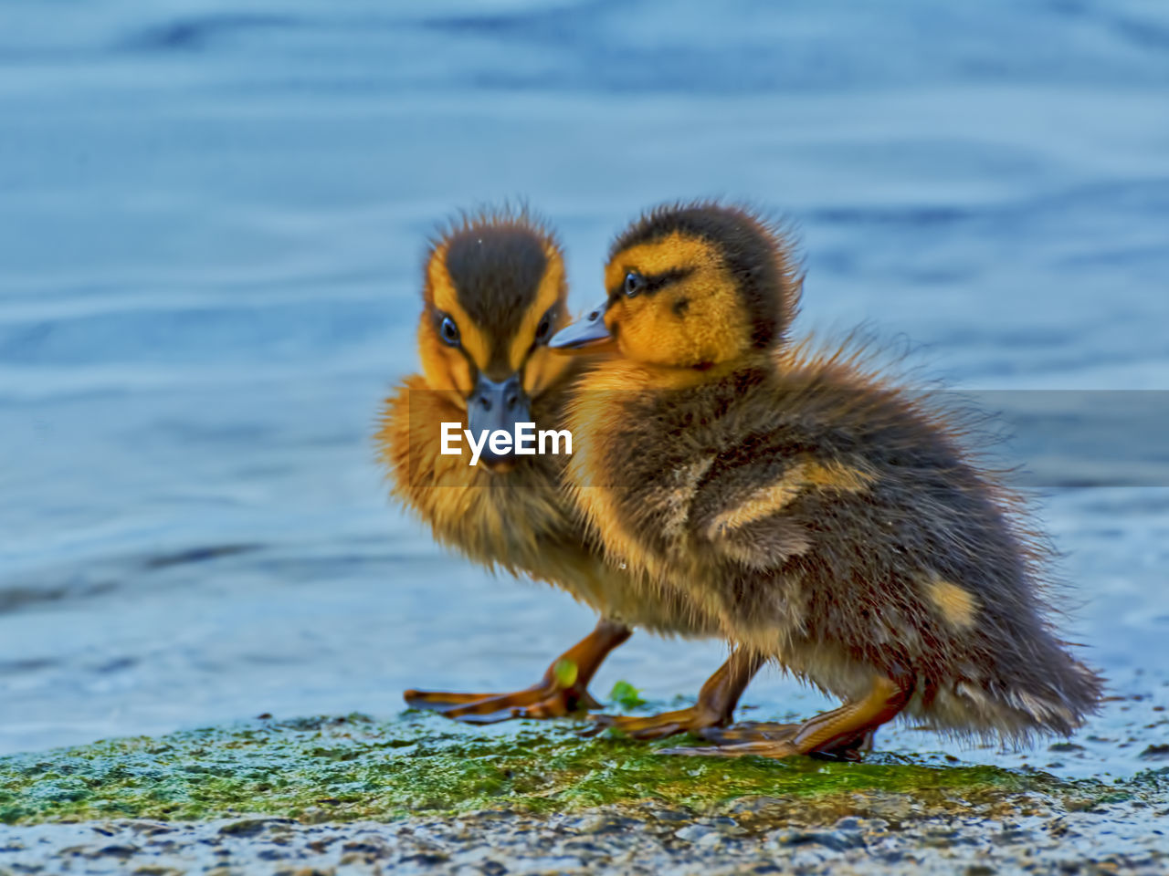 CLOSE-UP OF A BIRD AGAINST WATER