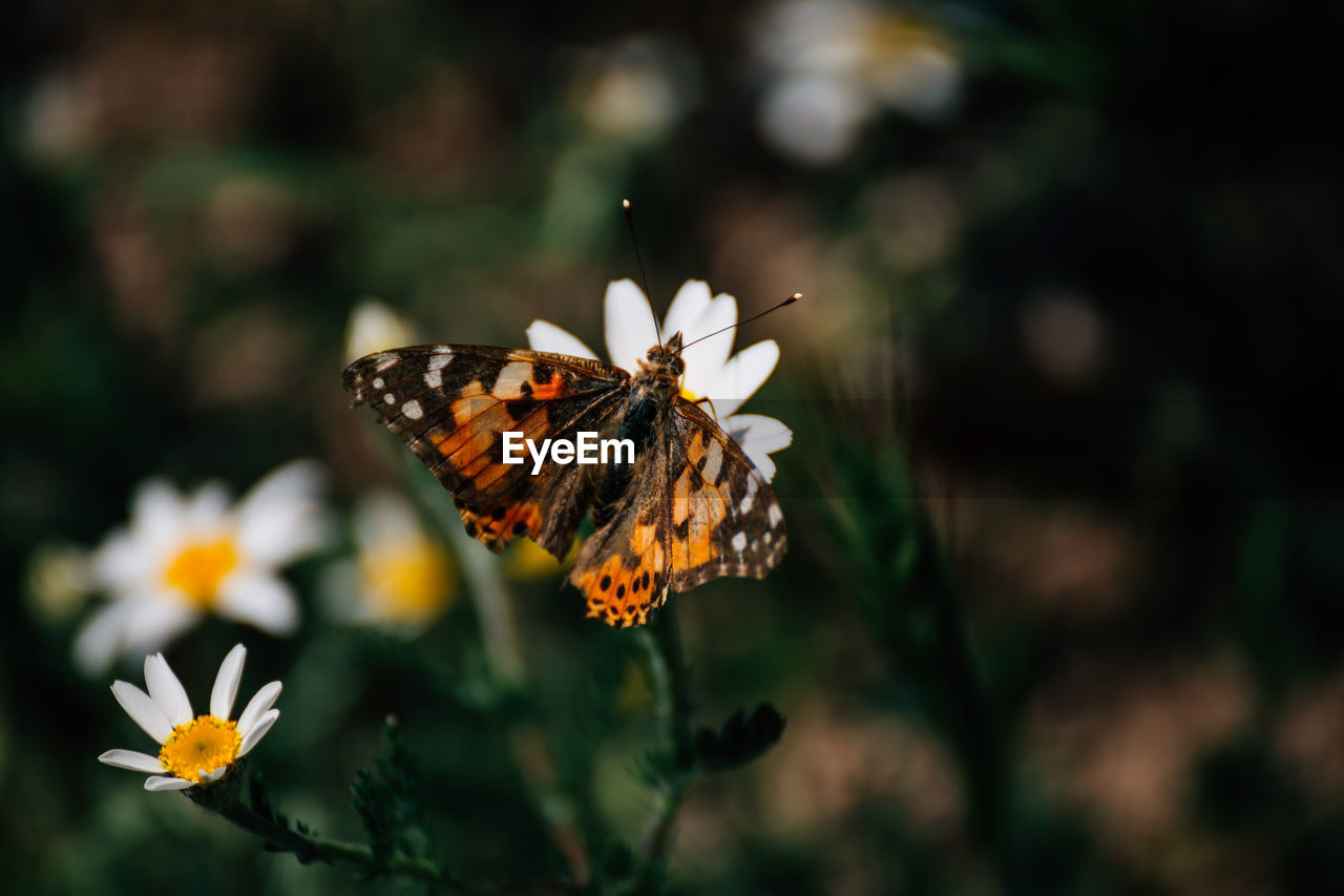 Close-up of butterfly pollinating on flower