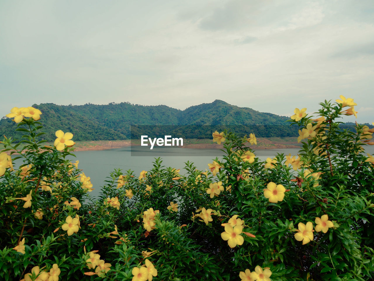 SCENIC VIEW OF FLOWERING PLANTS AGAINST SKY