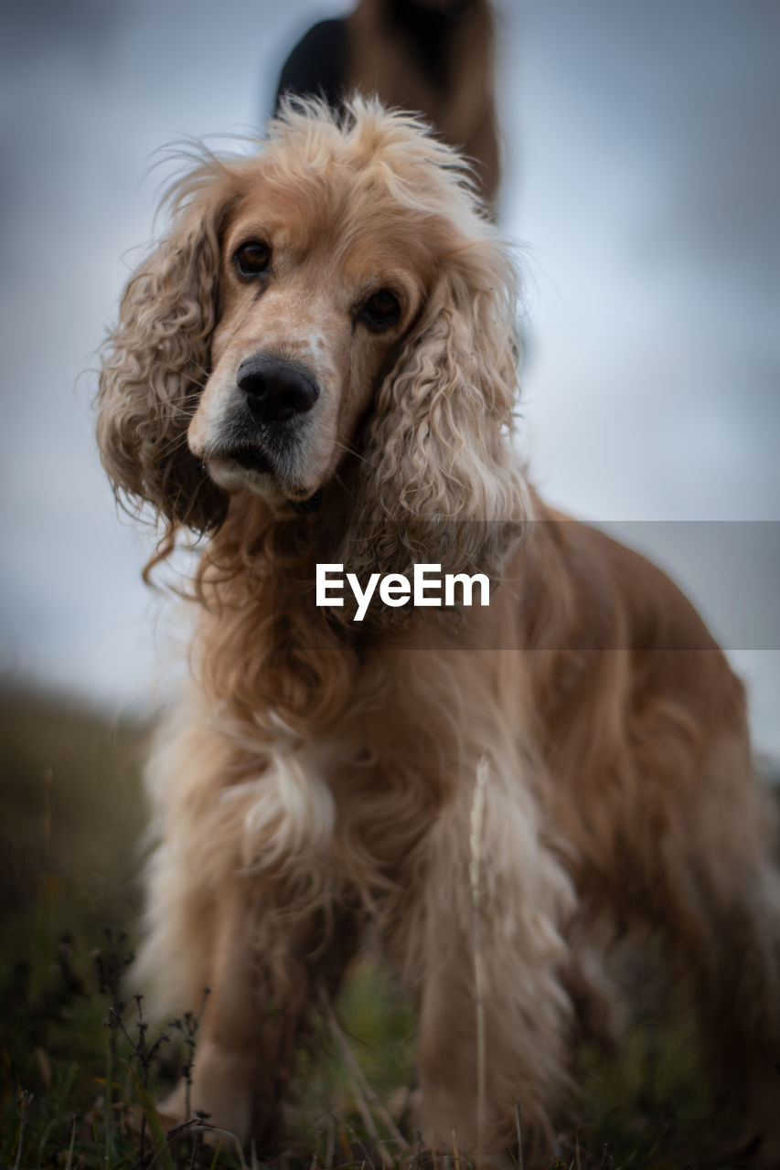 Portrait of dog sitting outdoors