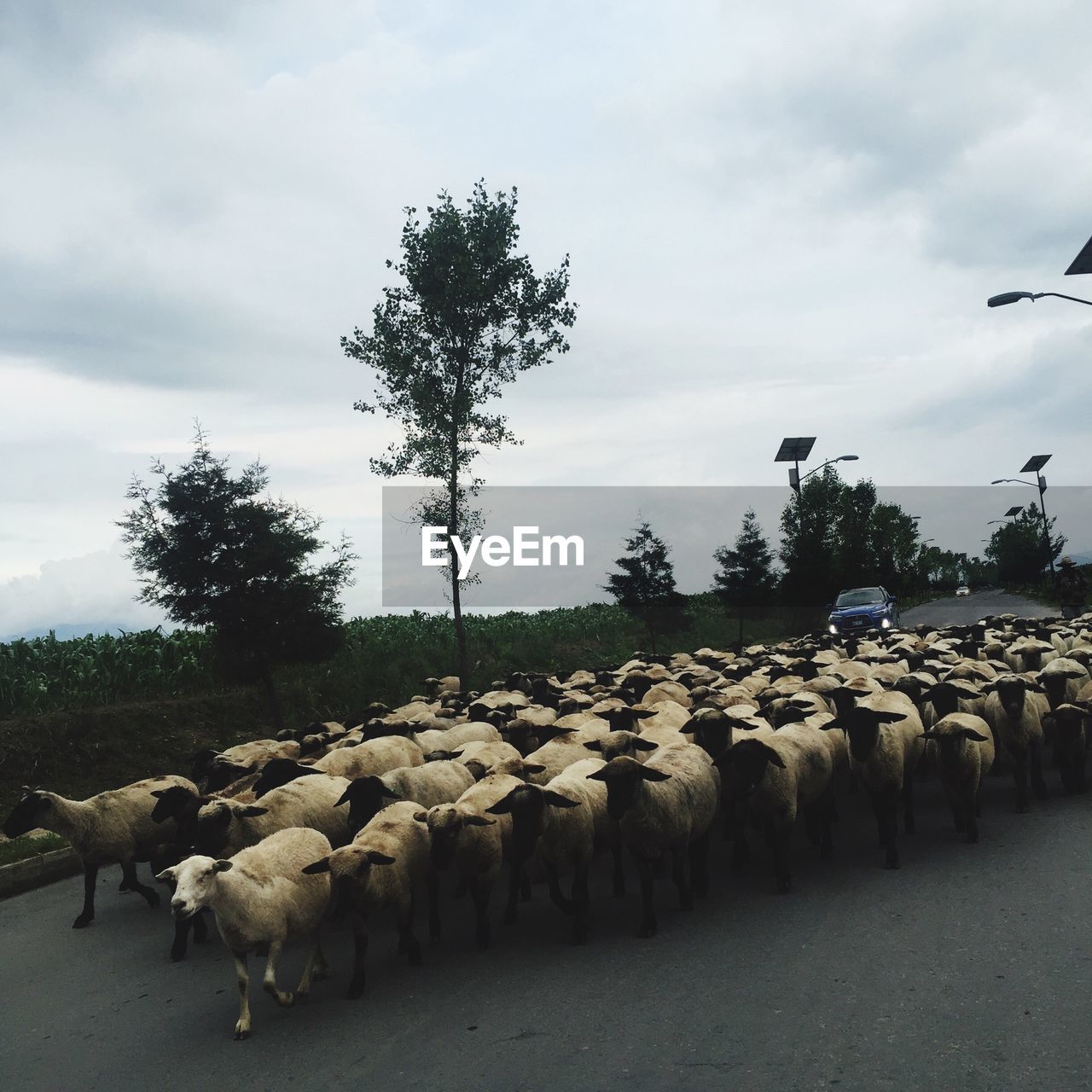 Flock of sheep walking on road against sky