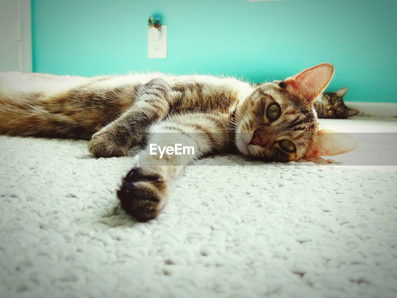 Close-up of cat relaxing on floor