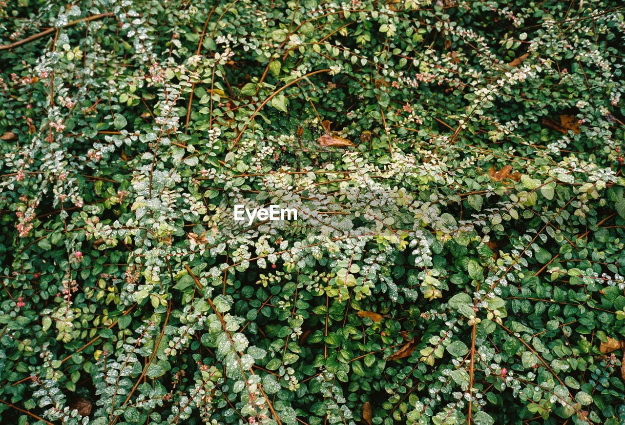 FULL FRAME SHOT OF FLOWERING TREE