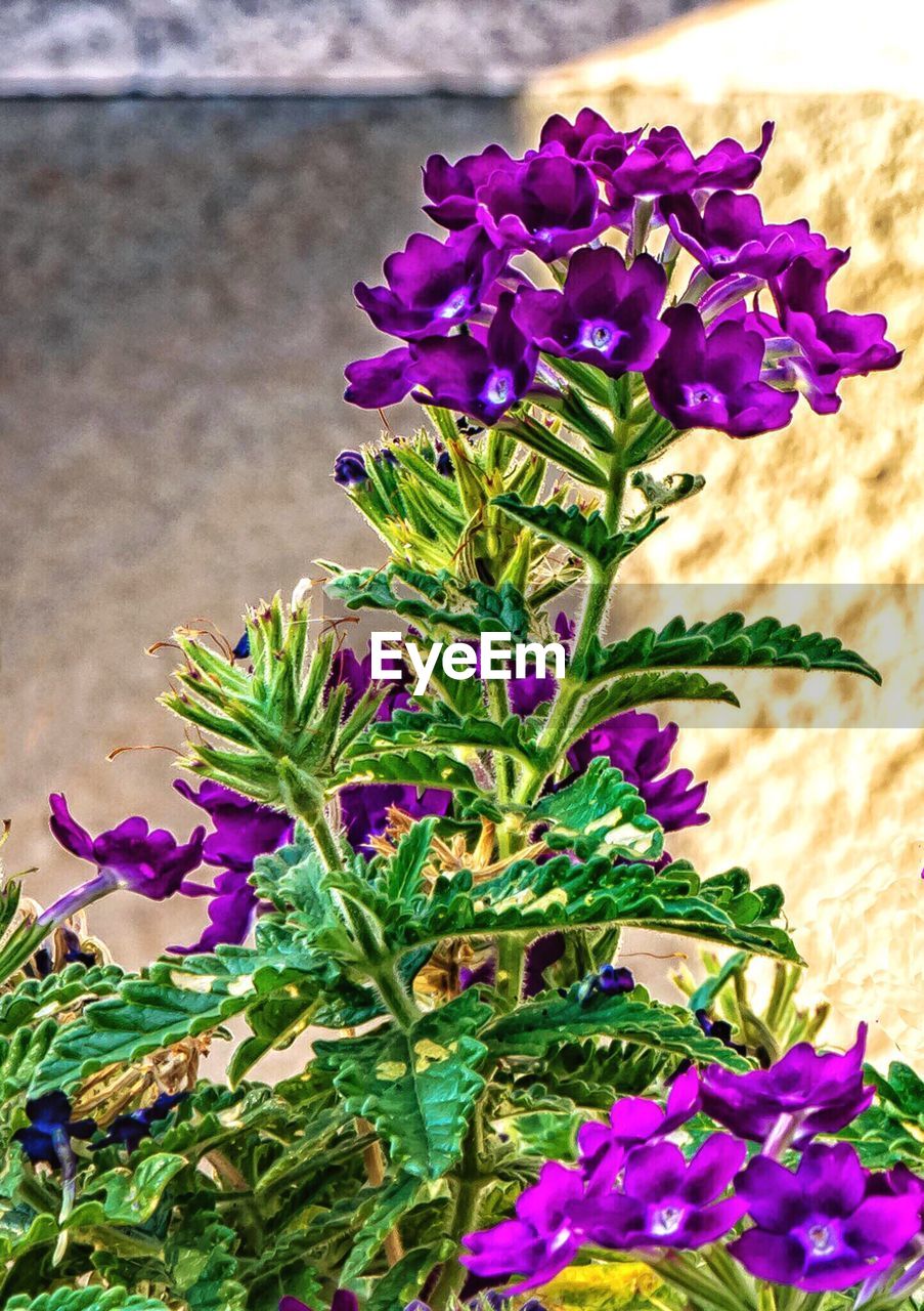 CLOSE-UP OF PURPLE FLOWERS