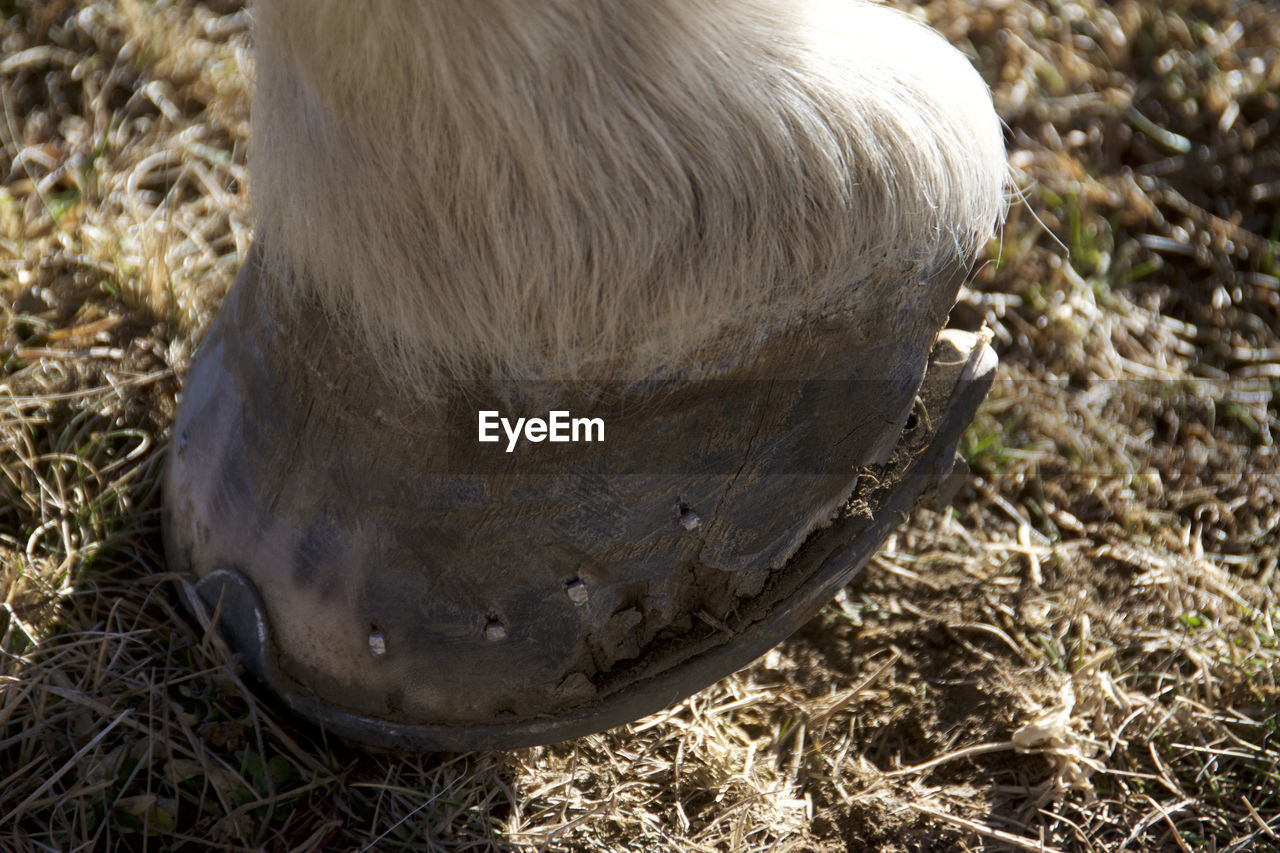 Close-up of horse hoof