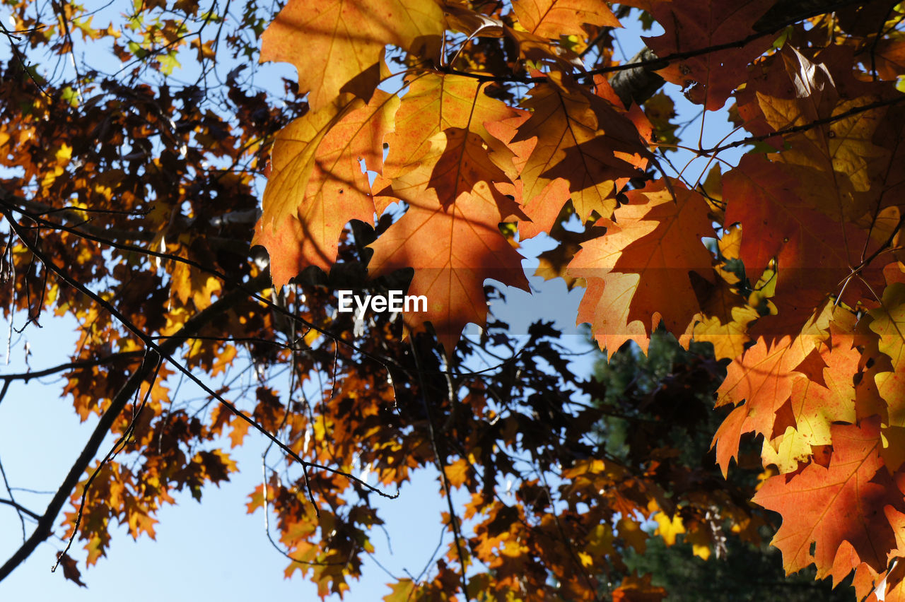 Low angle view of maple leaves against sky