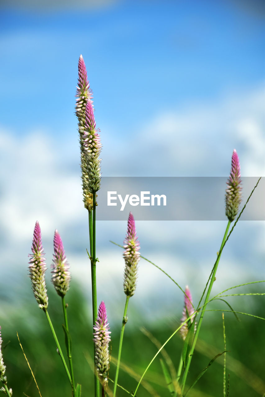 Close-up of pink flowering plant on field