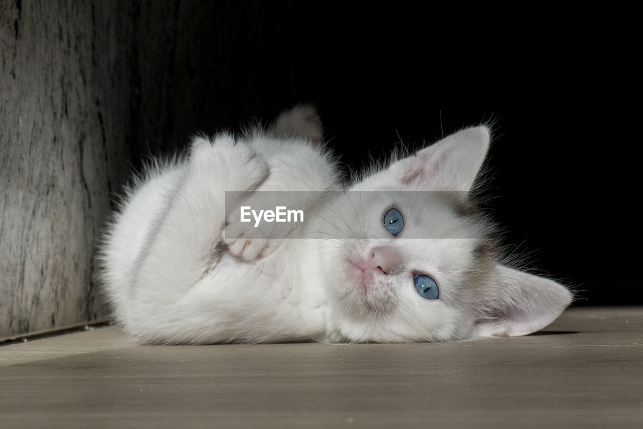 close-up of cat lying on hardwood floor at home