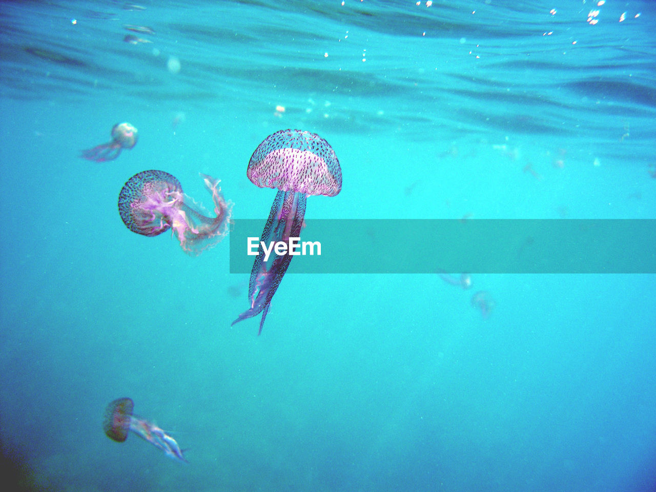 VIEW OF JELLYFISH SWIMMING IN SEA