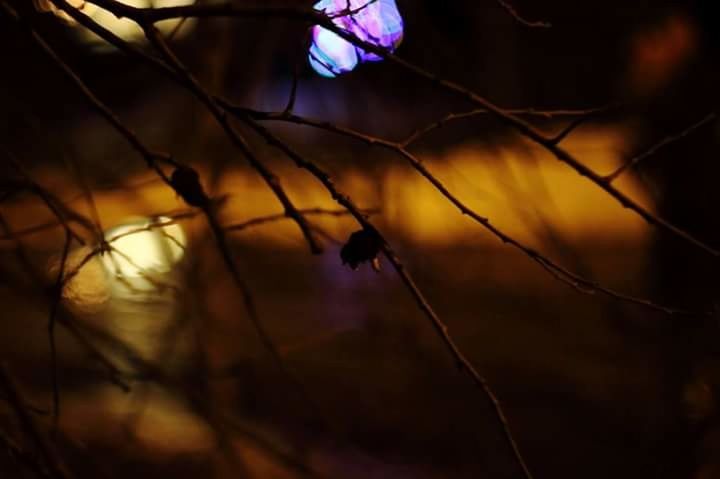 CLOSE-UP OF PLANT AGAINST BLURRED BACKGROUND