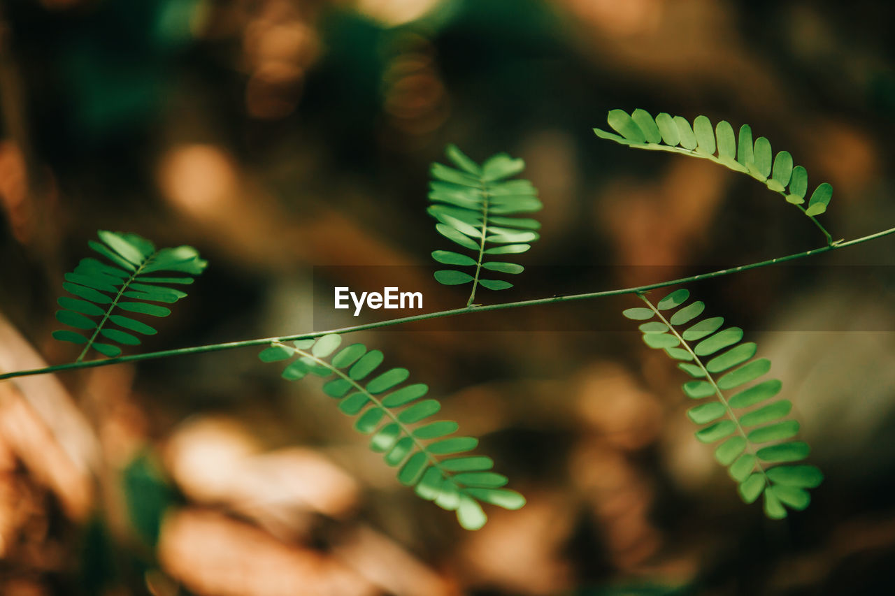 Close-up of fern leaves