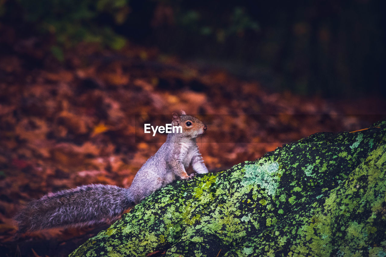 Close-up of squirrel