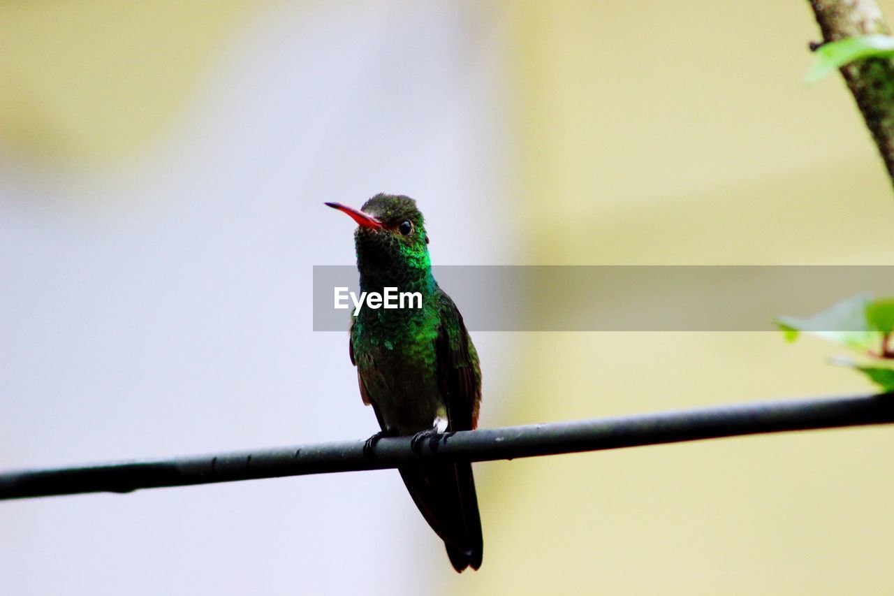 Portrait of hummingbird perching on metal rod