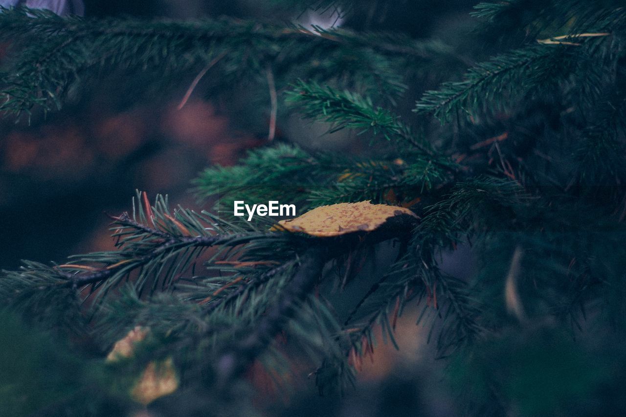 CLOSE-UP OF PINE TREE IN PARK