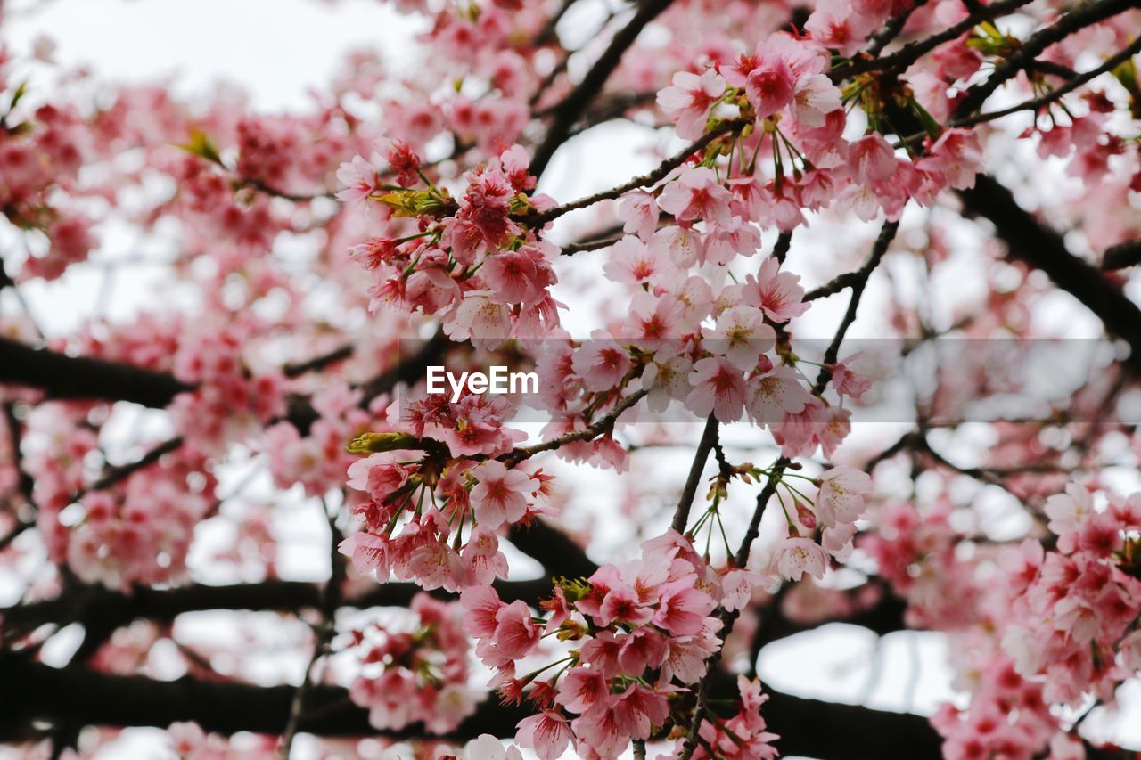 Low angle view of cherry blossom