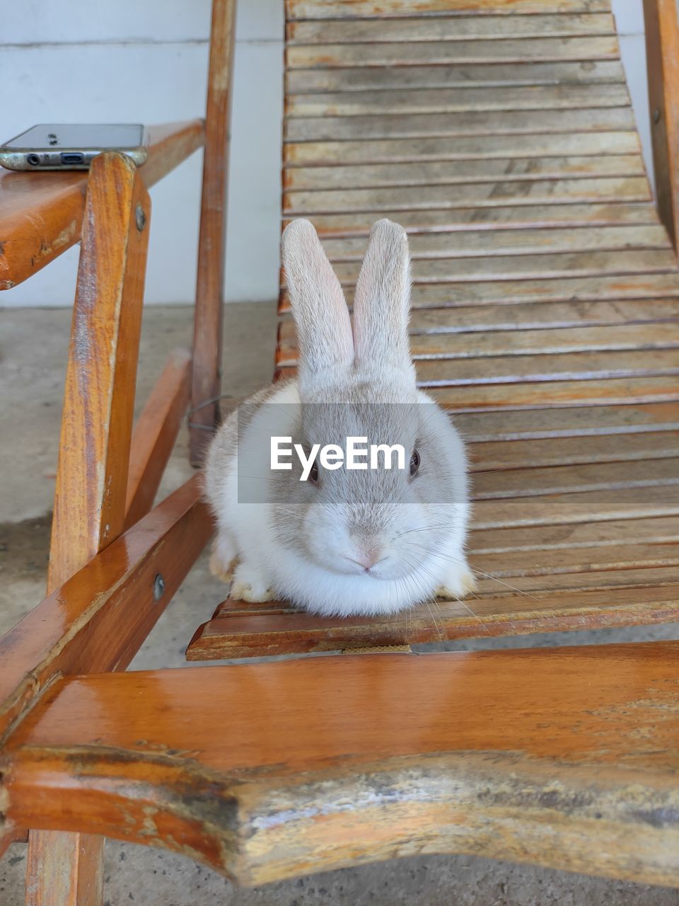 pet, animal, animal themes, mammal, domestic rabbit, one animal, rabbits and hares, rabbit, domestic animals, no people, wood, animal wildlife, day, furniture, high angle view, looking at camera, white, portrait, indoors