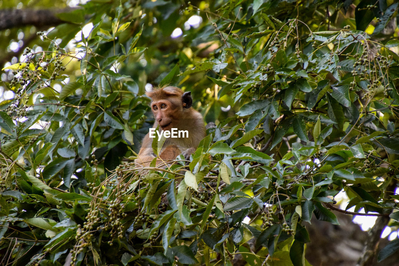 Low angle view of monkey on tree