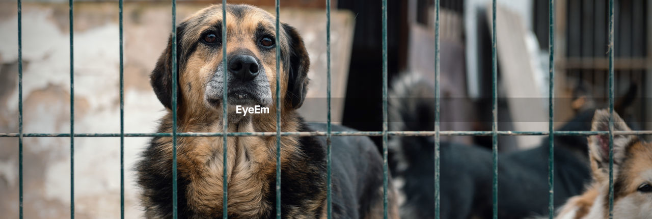 Dog in animal shelter waiting for adoption. dog behind the fences. canine behind bars. 