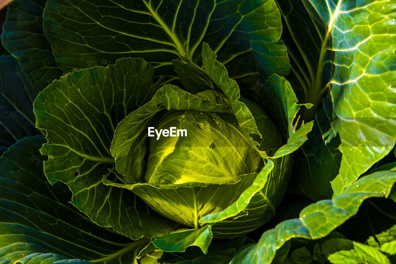Full frame shot of green leaves