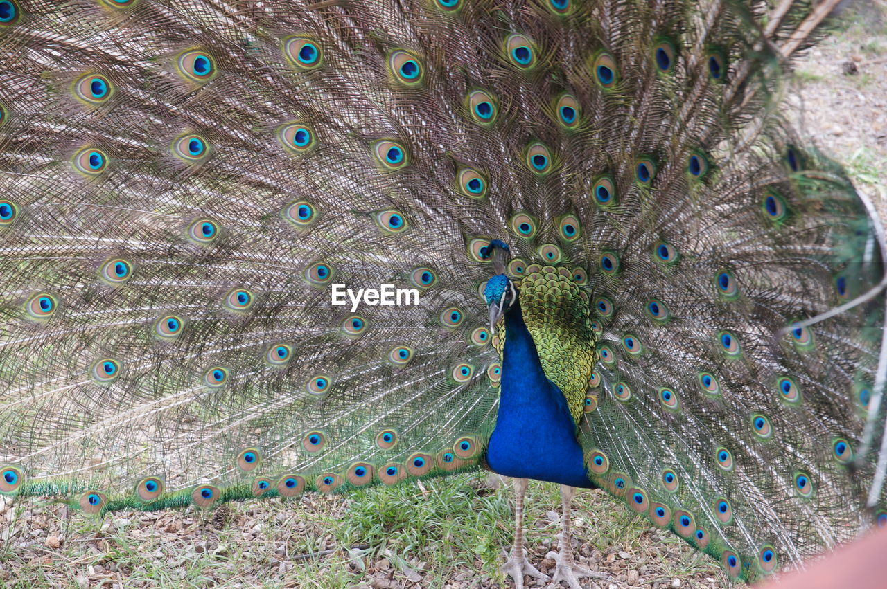 HIGH ANGLE VIEW OF PEACOCK