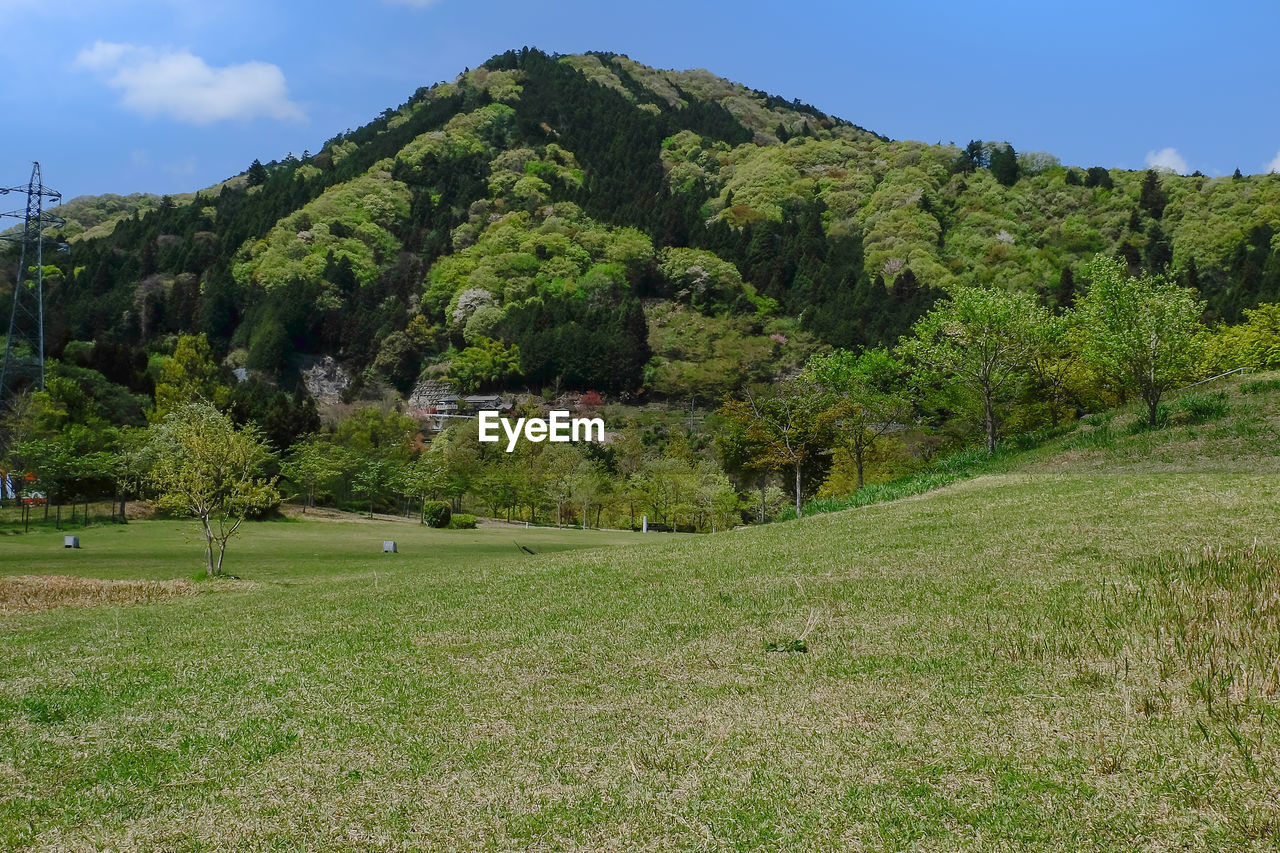 Trees on grassy field