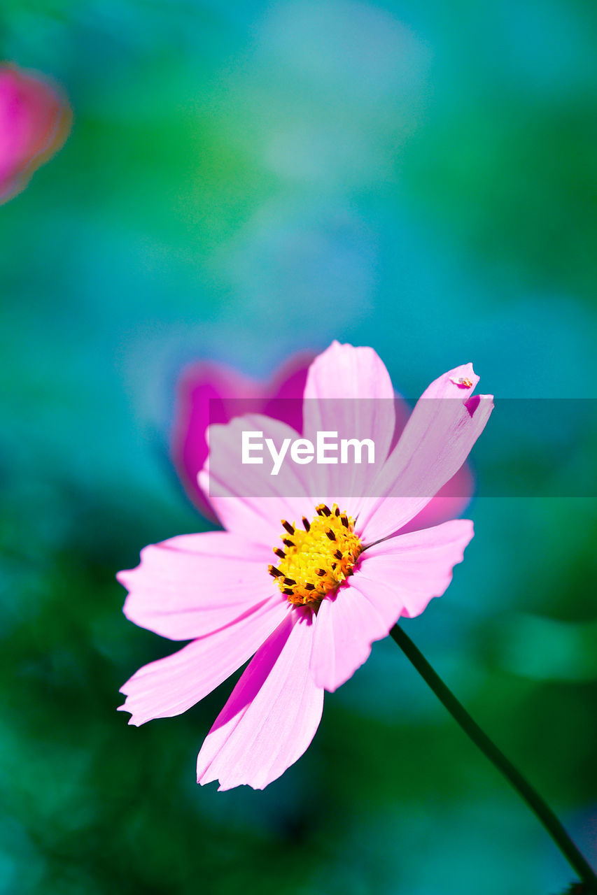 Close-up of pink cosmos flower