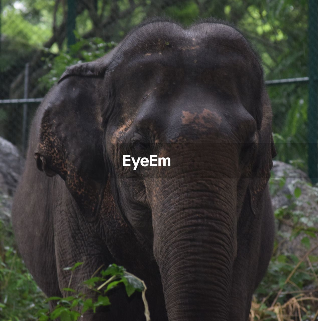 Close-up portrait of elephant