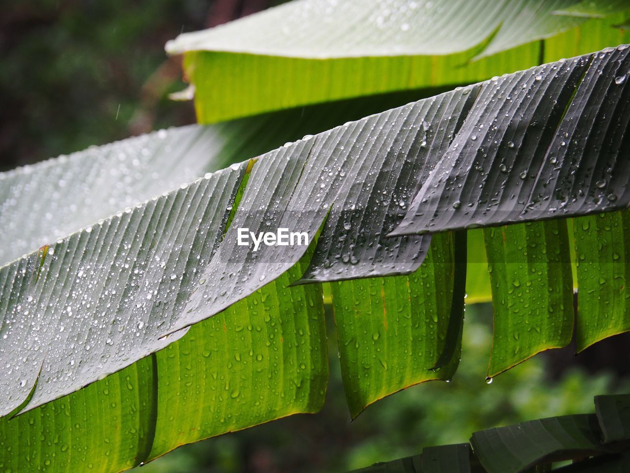 CLOSE-UP OF WET LEAVES ON RAINY DAY