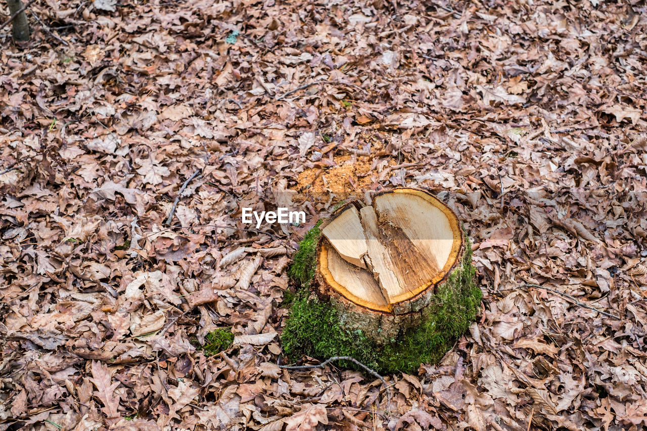 High angle view of tree stump by leaves