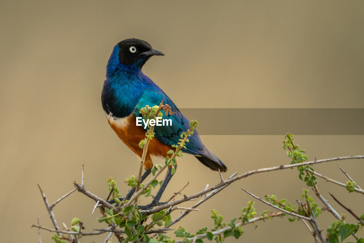 Superb starling in thorn tree turns head