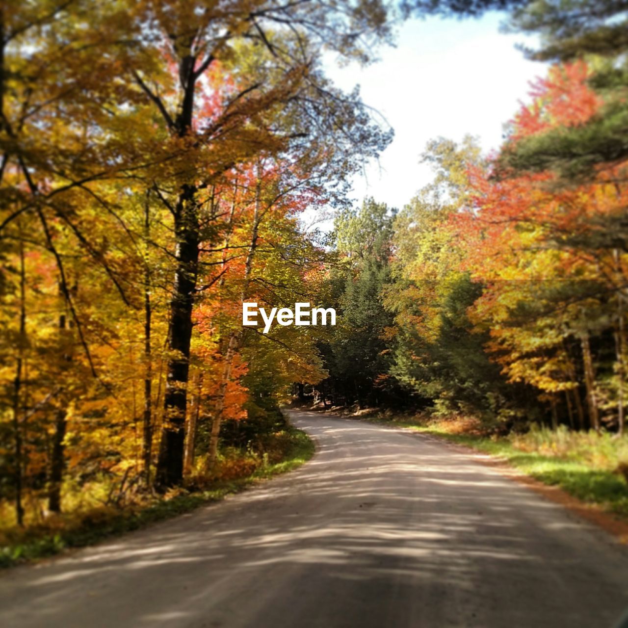 Empty road amidst autumn trees in forest