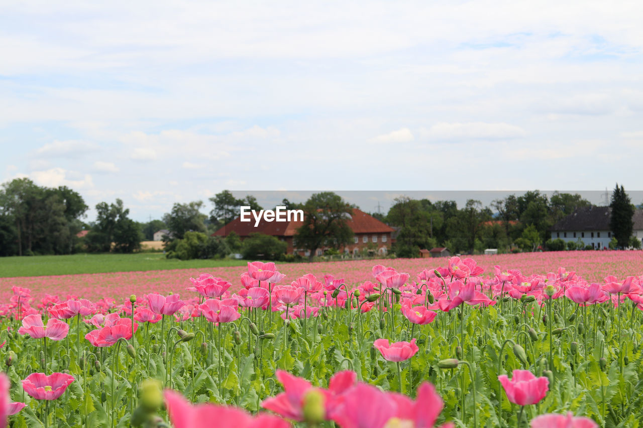 SCENIC VIEW OF PINK FLOWERING PLANTS AGAINST SKY