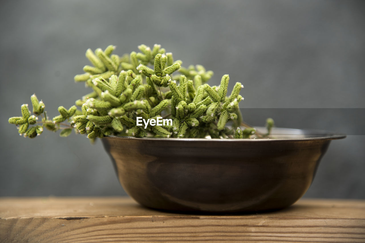 Blooming green oregano in steel bowl