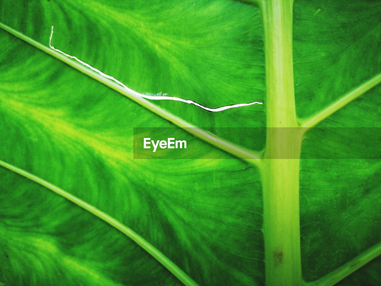 CLOSE-UP OF GREEN LEAF