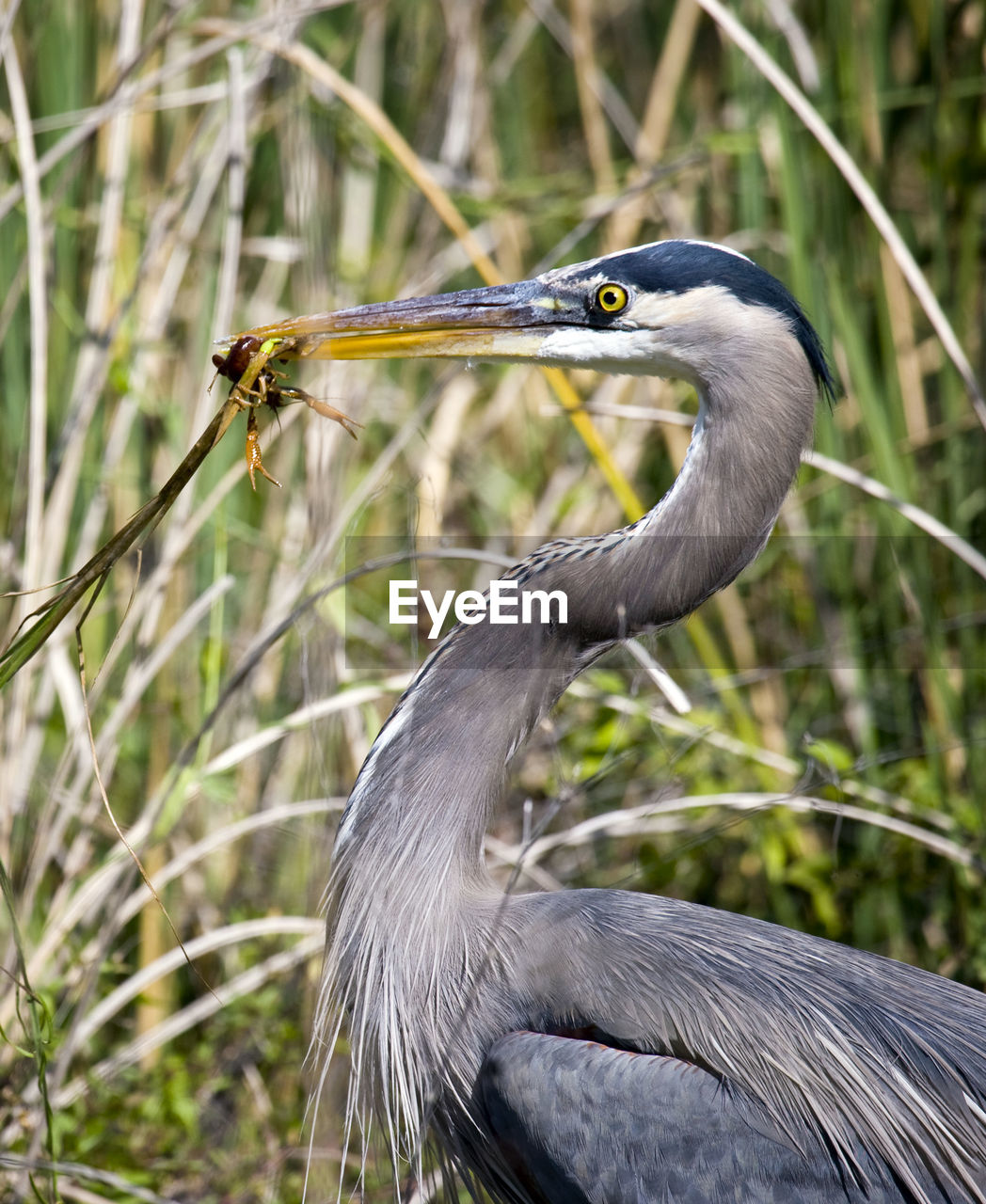 CLOSE-UP OF GRAY HERON ON PLANT