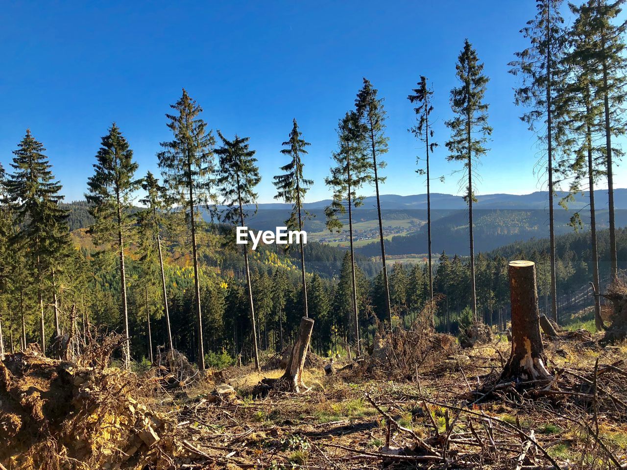 Pine trees in forest against blue sky