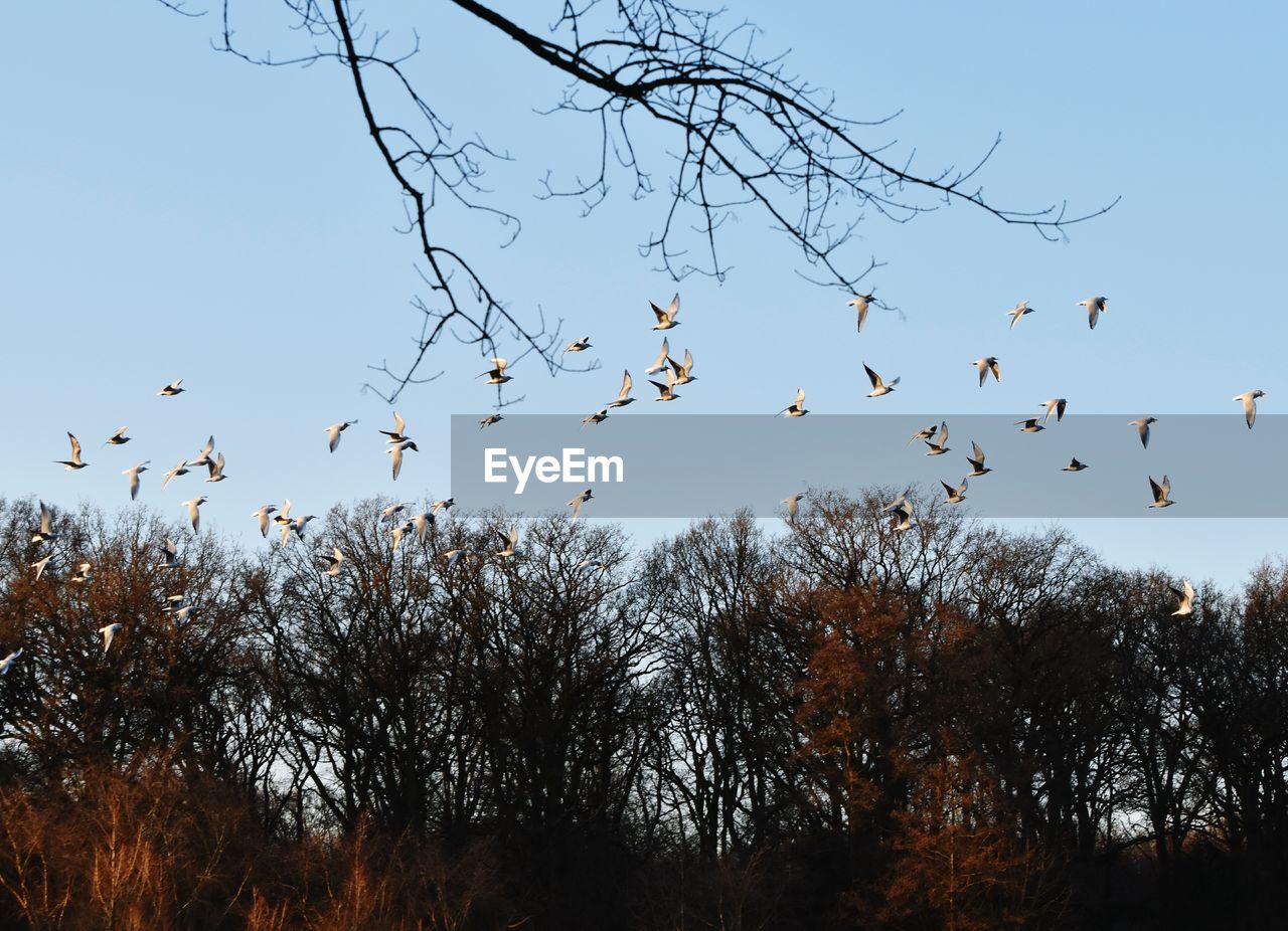 LOW ANGLE VIEW OF SILHOUETTE BIRDS FLYING AGAINST SKY