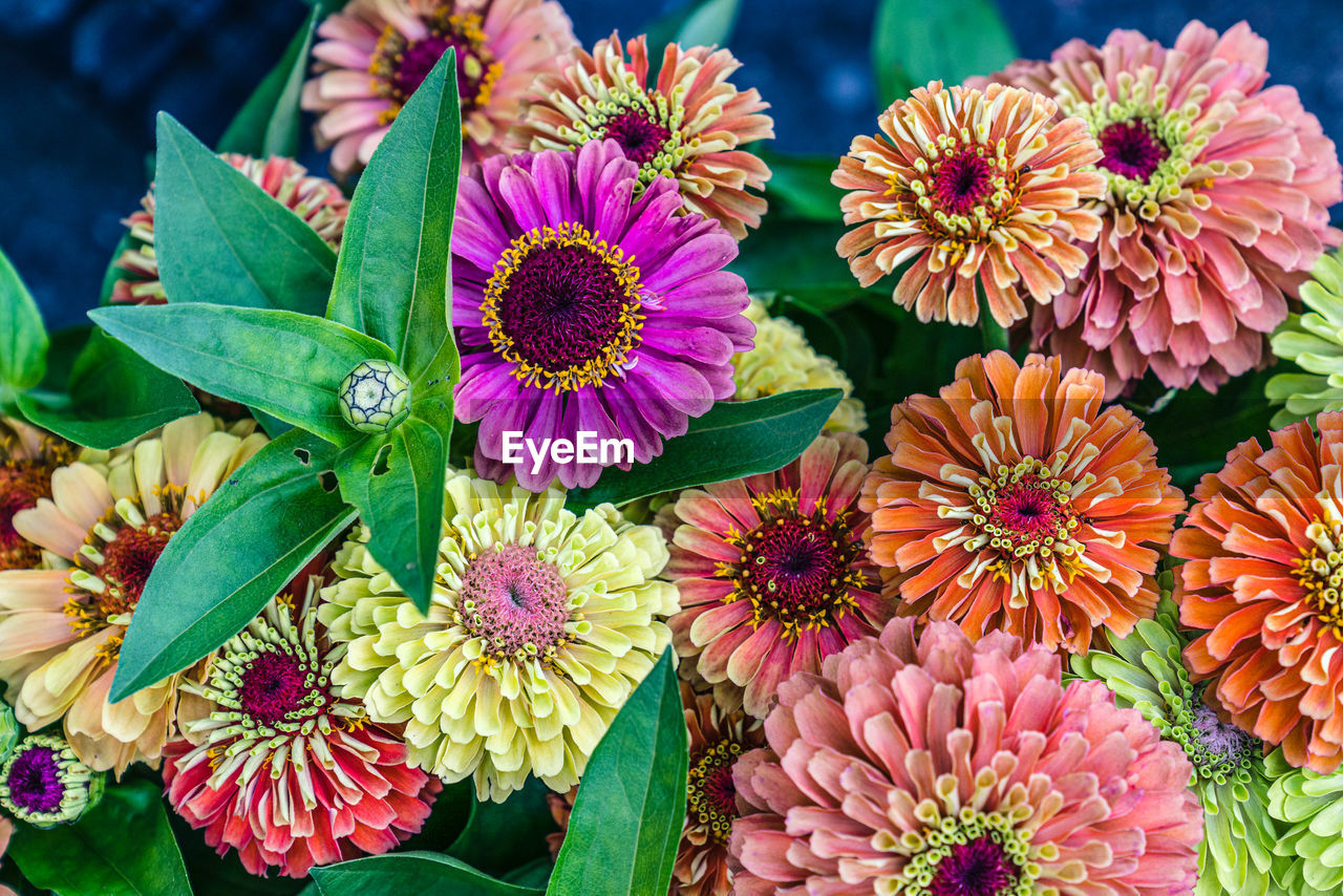 High angle view of multi-clored zinnia blooms freshly cut.