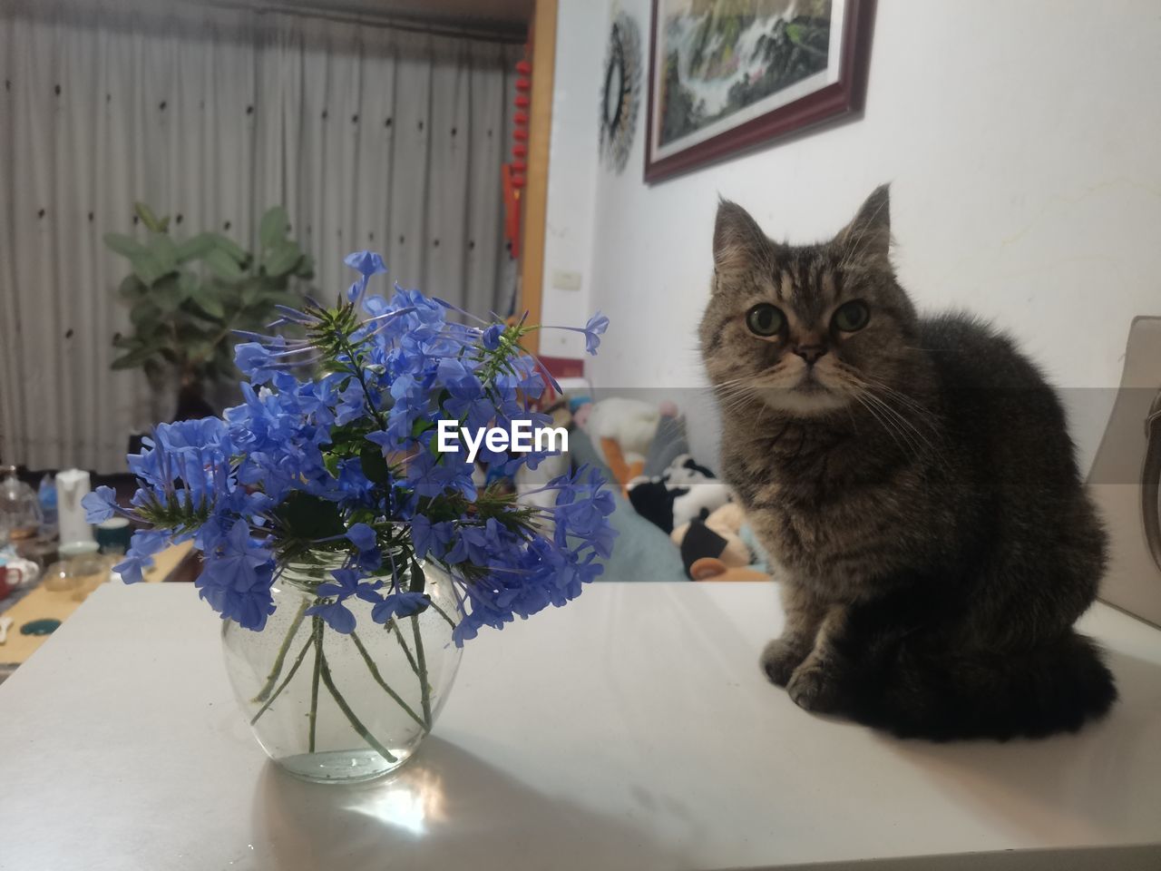 cat, domestic animals, pet, domestic cat, mammal, feline, animal themes, animal, flowering plant, one animal, flower, plant, table, indoors, sitting, no people, felidae, small to medium-sized cats, portrait, looking at camera, kitten, vase, nature, carnivore, animal hair, home interior, whiskers