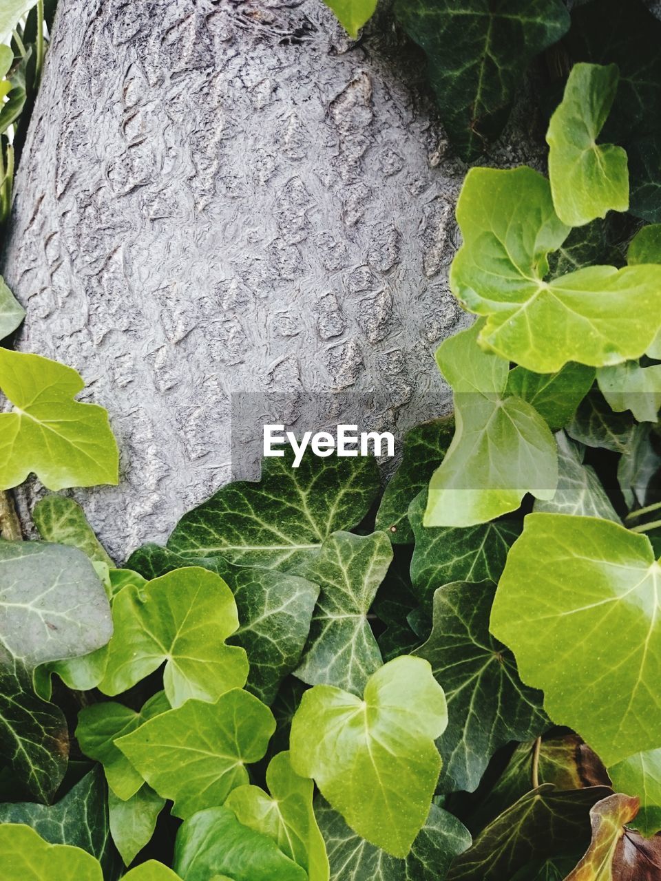 CLOSE-UP OF FRESH GREEN LEAVES