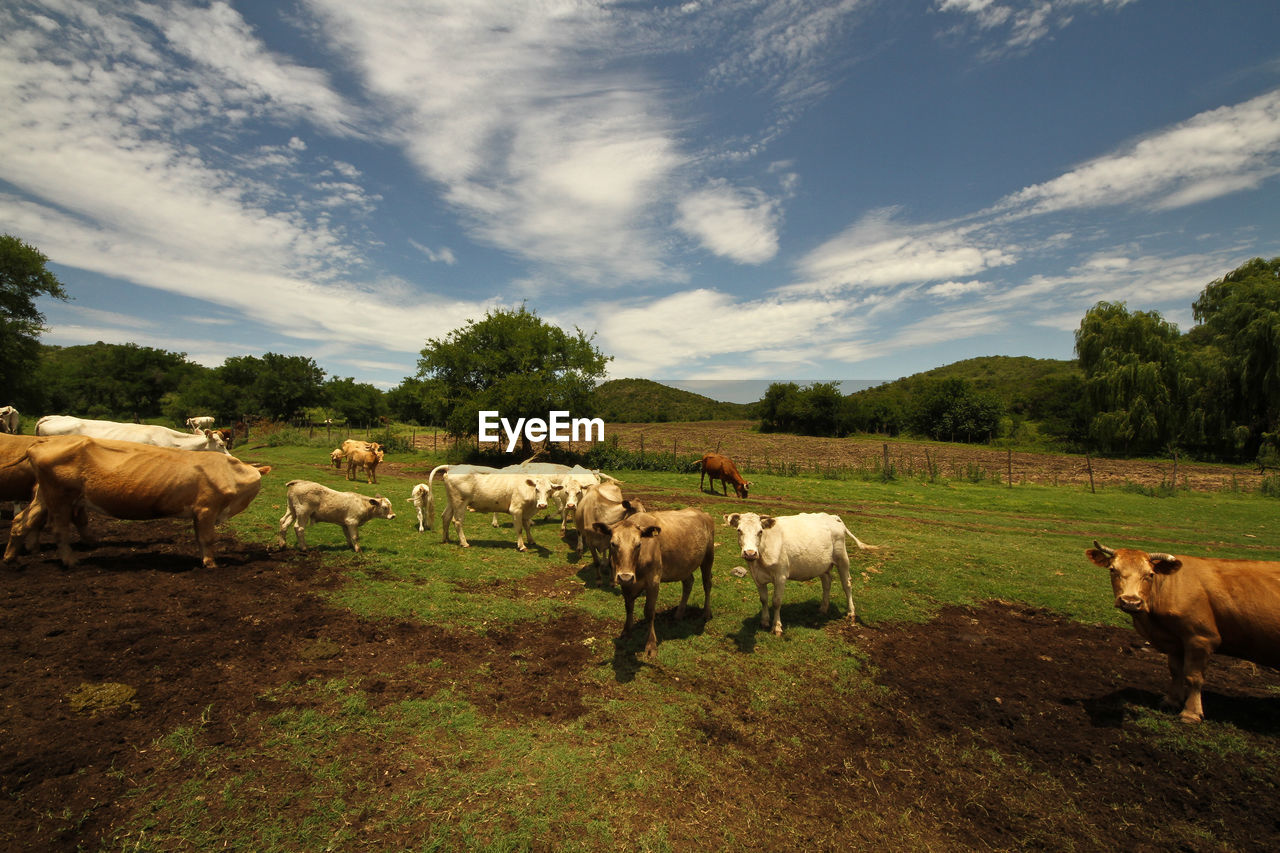 HERD OF SHEEP ON FIELD