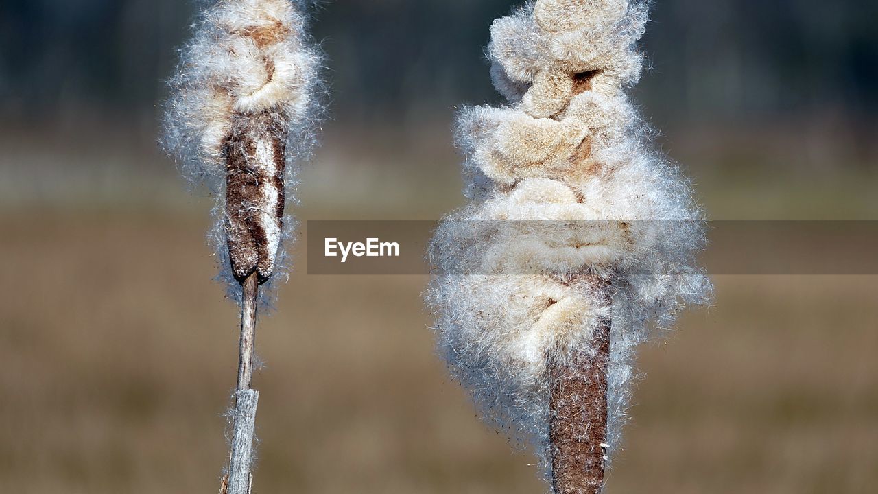 Close-up of frozen plant on field