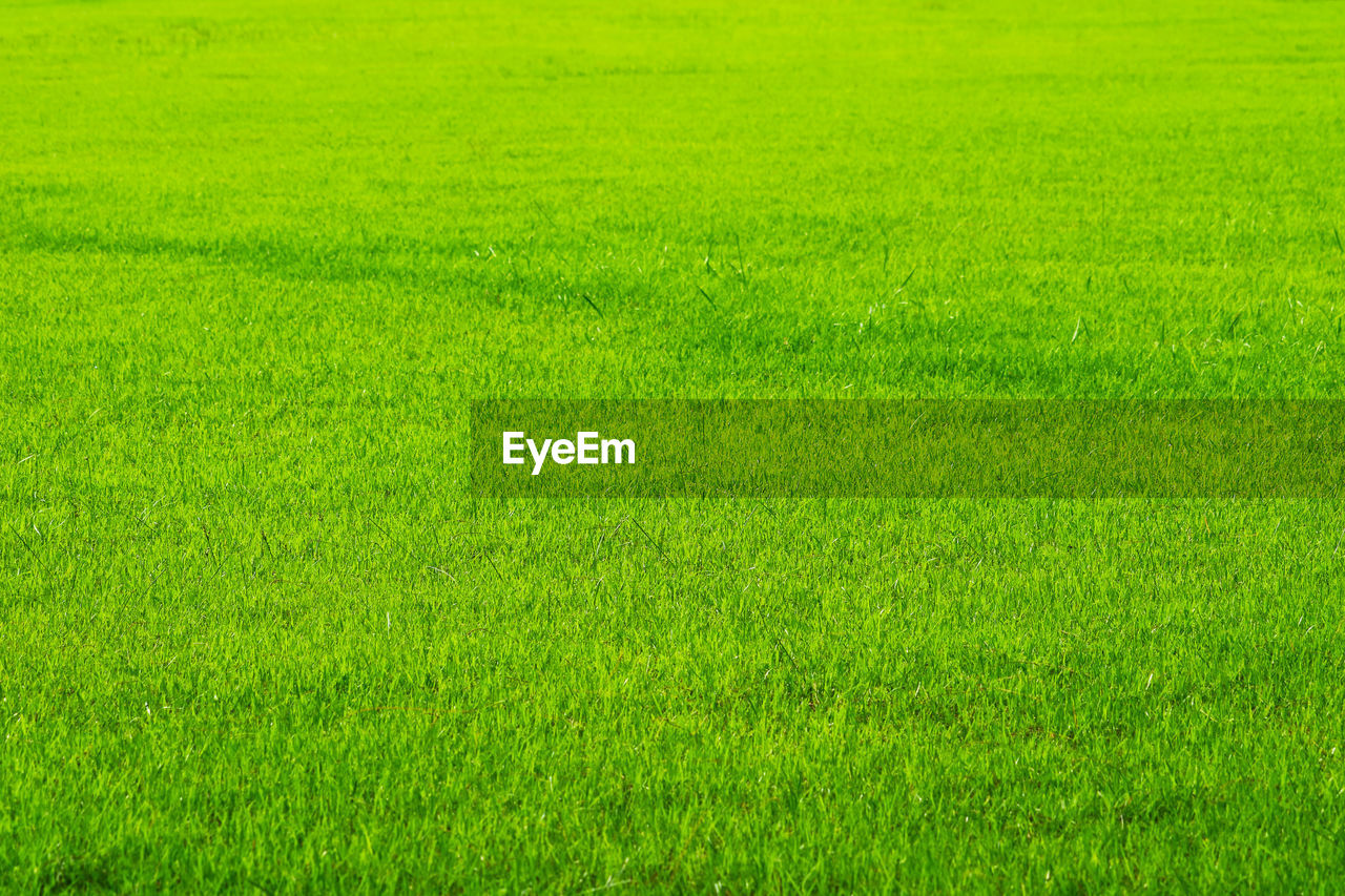 FULL FRAME SHOT OF FIELD